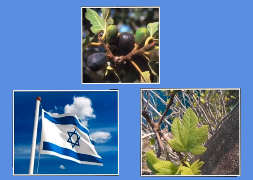 44. ISRAELFIG OLIVE.PNG