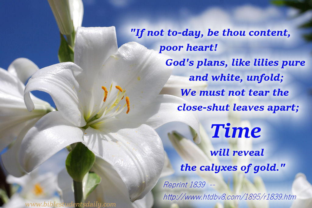 Hymns of Dawn No. 13 - lily-bsd.jpg