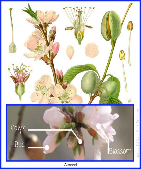 ALMOND BLOSSOM BIBLE STUDENTS DAILY